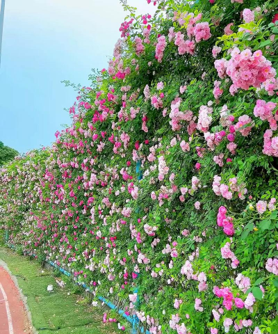 蔷薇花为什么要爬墙