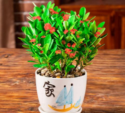 家庭养花用生根粉