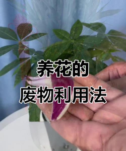 家庭养花用生根粉