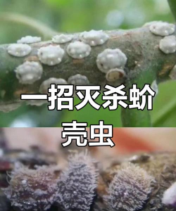 如何防止橘皮生虫
