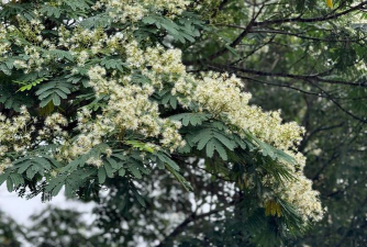 南洋楹开什么颜色的花