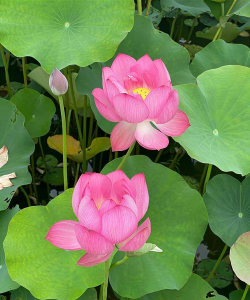 荷花能开放什么