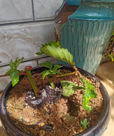 家庭养花用生根粉