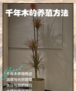 重阳木容器育苗技术方法