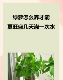 家庭养花用生根粉