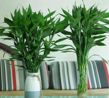 叫什么竹的大叶花卉