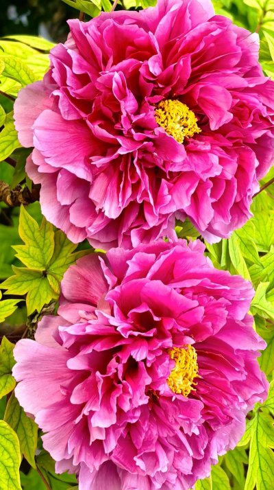 中国有什么国花