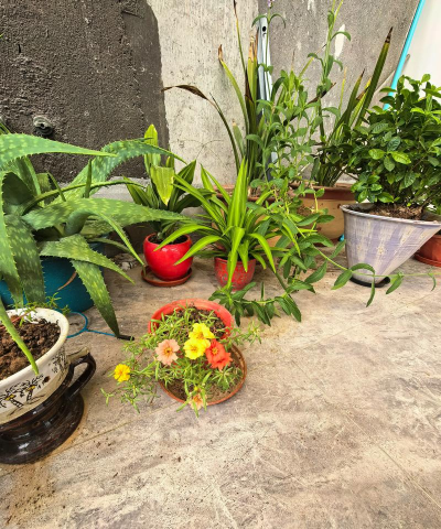 家庭养花用生根粉