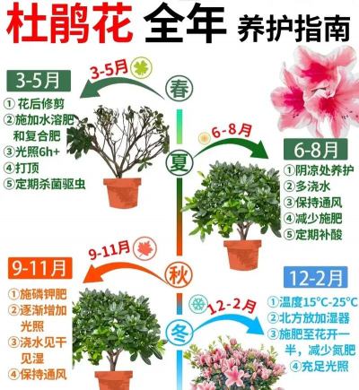 杜鹃有花苞如何施肥