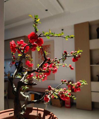 家庭养花用生根粉