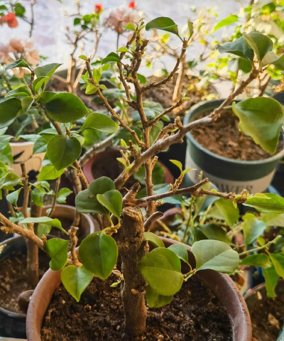 家庭养花用生根粉