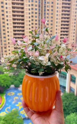 家庭养花用生根粉