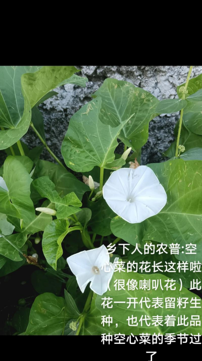 什么花长得像空心菜