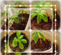 家庭养花用生根粉