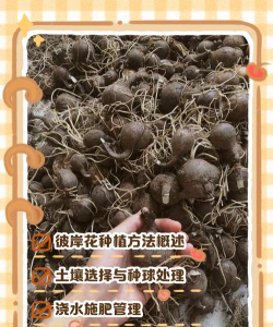 彼岸花种球多久浇一次水