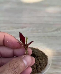 家庭养花用生根粉