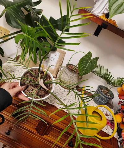 家庭养花用生根粉