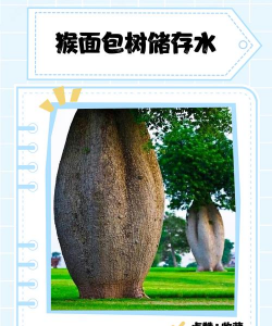 猴面包树多久浇一次水