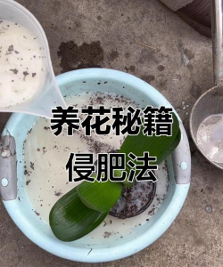 家庭养花用生根粉