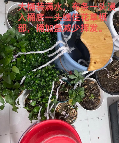 家庭养花用生根粉