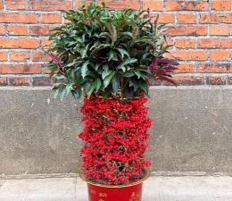 黄金万两树多久浇一次水