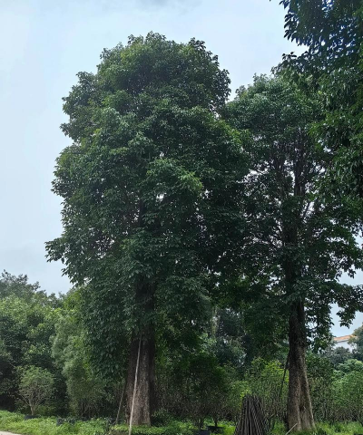 小叶榄仁有什么用