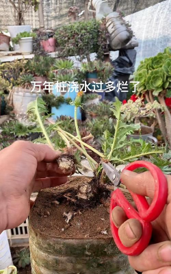 家庭养花用生根粉