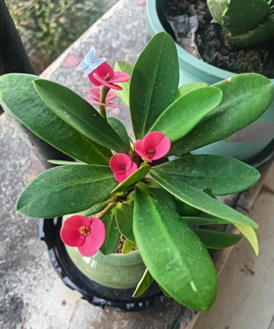 家庭养花用生根粉