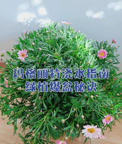 家庭养花用生根粉