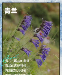 青兰的花语是什么意思