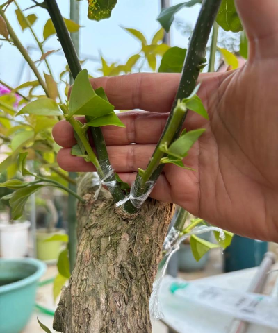 家庭养花用生根粉