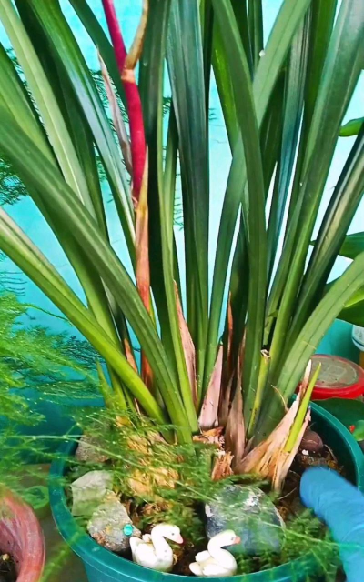 家庭养花用生根粉