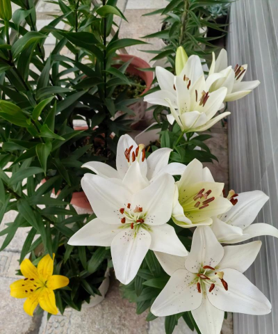 家庭养花用生根粉