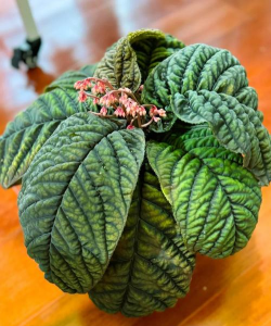 紫金牛花有什么特点