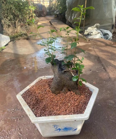 家庭养花用生根粉