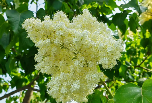 暴马丁香是什么性植物