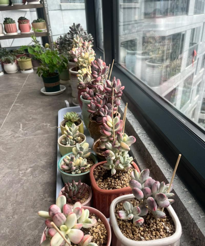 家庭养花用生根粉