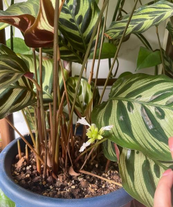 家庭养花用生根粉