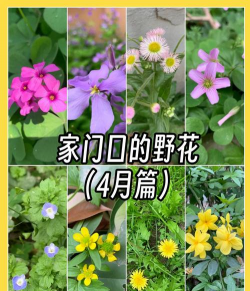 经常见的野花有什么种类