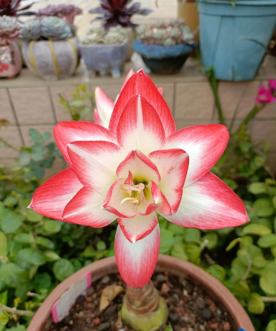 家庭养花用生根粉