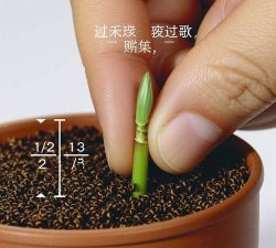 家庭养花用生根粉