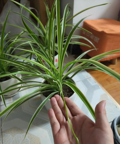 家庭养花用生根粉