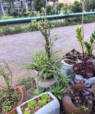 家庭养花用生根粉