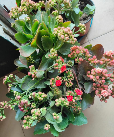 家庭养花用生根粉