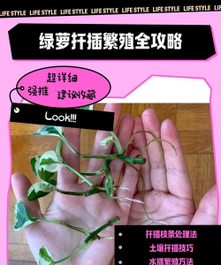 家庭养花用生根粉