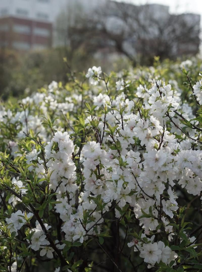 郁李仁是什么季节开的花