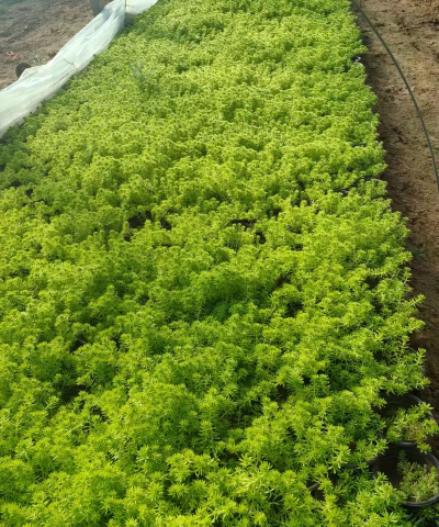 金叶佛甲草种植用什么泥