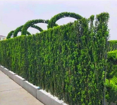 做常绿篱墙什么植物好