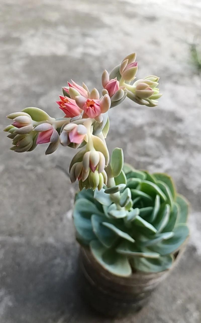 白凤花什么时候开花