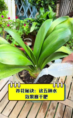 家庭养花用生根粉